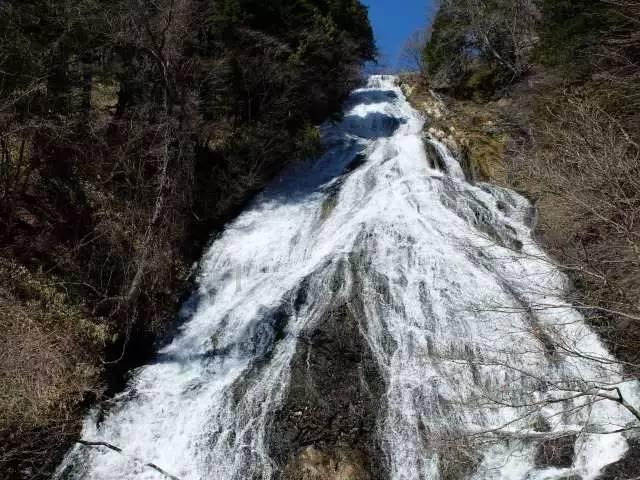 拯救蝙蝠家族