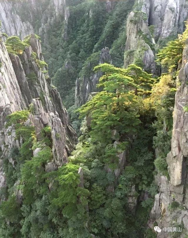 大白猫逃脱